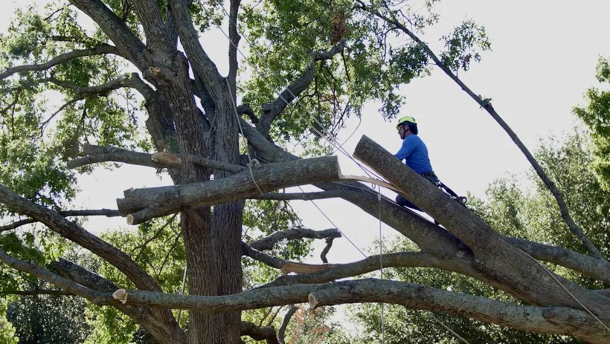 Professional Crown Thinning performed by certified arborists in Ellenburg Depot