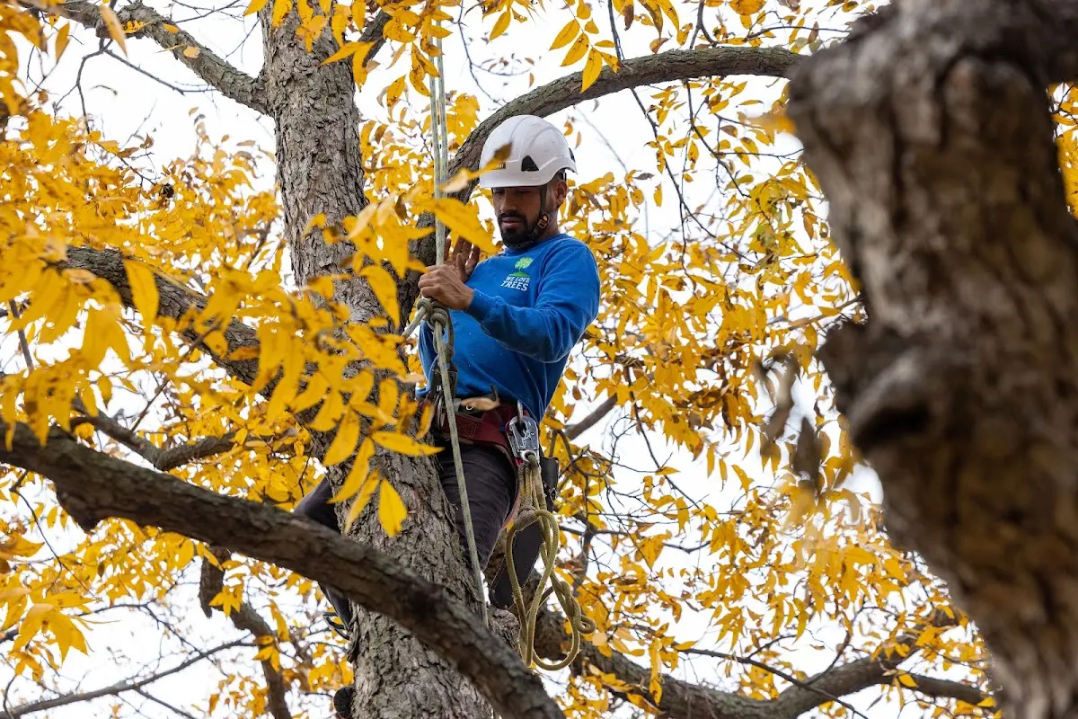 Skilled Tree Pruning crew working in Ellenburg Depot